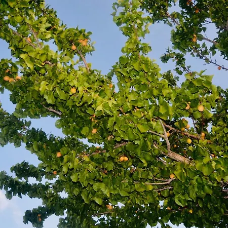Tenuta Don Vittorio